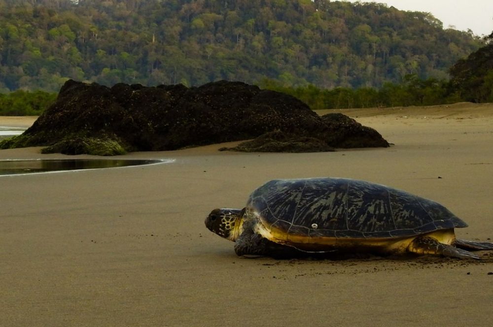 Pantai Sukamade: A Hidden Gem for Nature Lovers in East Java